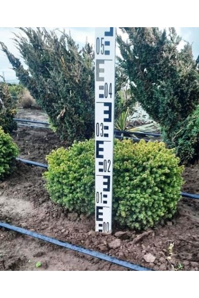 Ель Литл Джем - ком20кг/вис.20-30см/Ø30-40см